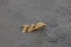 Aethes sp.